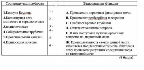 Соотнесите название составной части нефрона и функцией, выполняемой данной частью в процессе фильтра