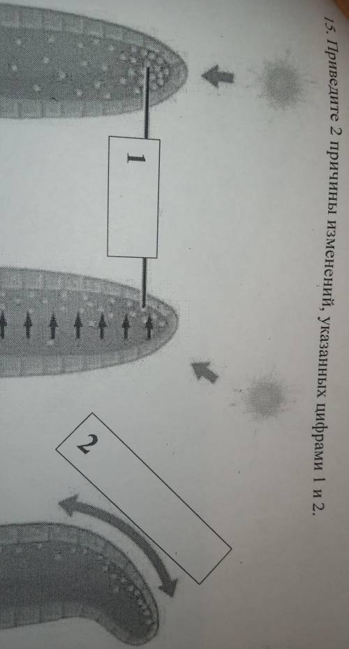 Приведите 2 причины изменений указанных цифрами 1 и 2​