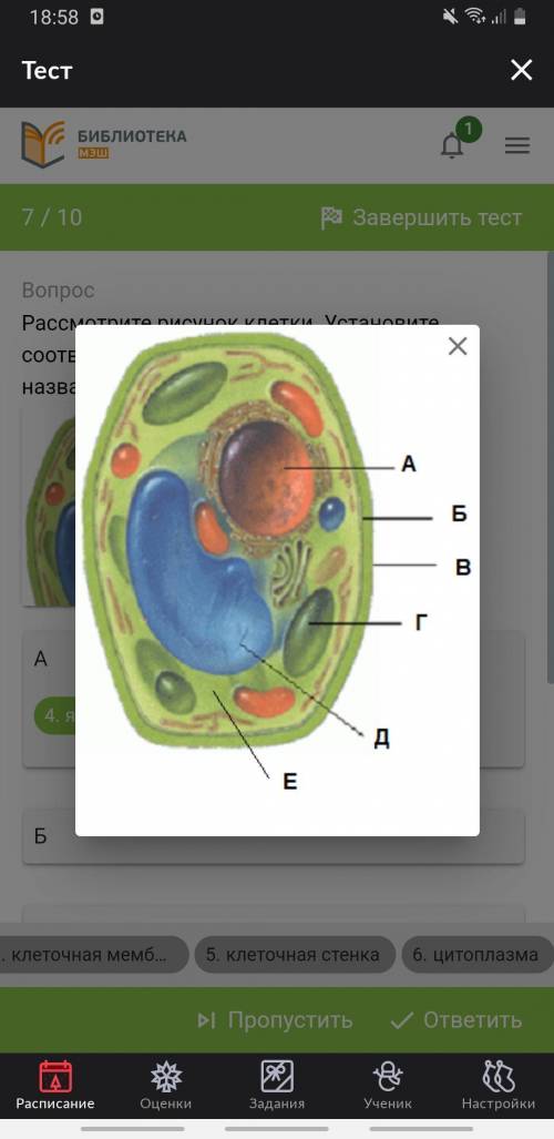 Рассмотрите рисунок клетки. Установите соответствие между буквами на рисунке и названиями структур к