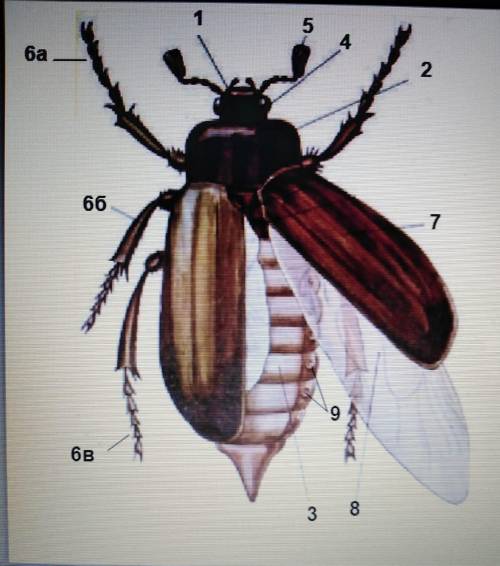 подписать части тела майского жука)