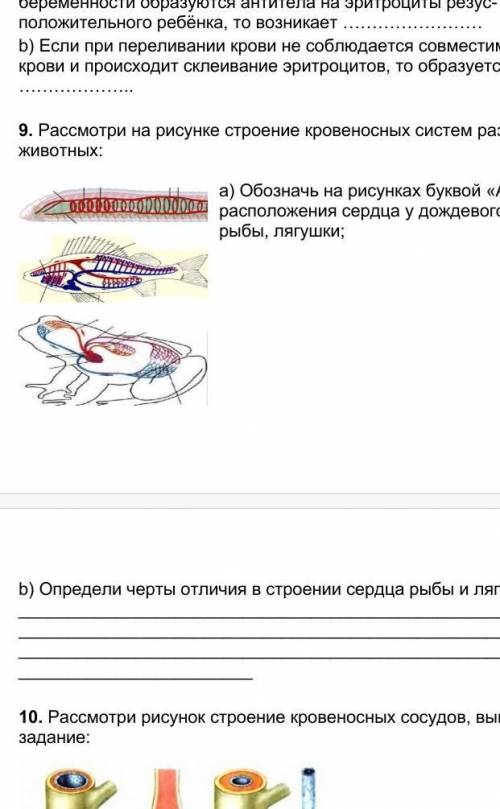 Рассмотри на рисунке строение кровеносных систем разных животных: а)обозначьте на рисунках буквой А