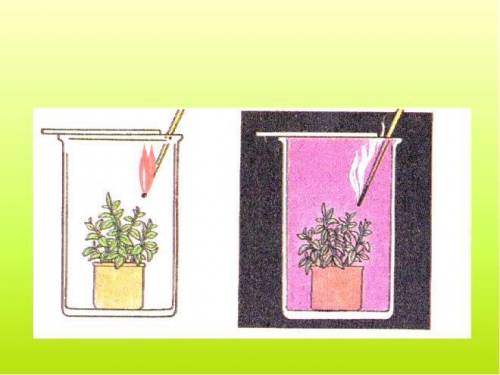А) Докажите, что растения дышат (опишите опыт) [1] b) Сделайте вывод, об отличии процесса дыхания ра
