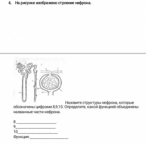 На рисунке изображено строение нефрона​