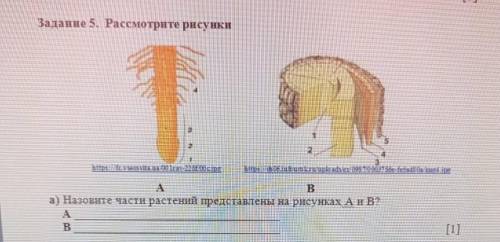 Рассмотрите ресунки назовите части растений представленны на ресунке A и B​