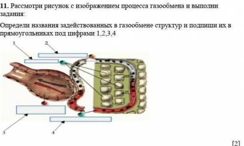 [2] 11. Рассмотри рисунок с изображением процесса газообмена и выполни задания:Определи названия зад