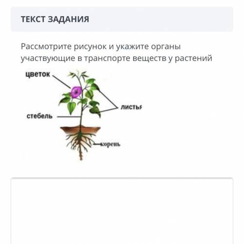 Рассмотрите рисунок, укажите органы, участвующие в транспорте веществ у растений