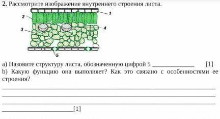 B) Какую функцию она выполняет? Как это связано с особенностями ее строения? не знаете? не пишите​