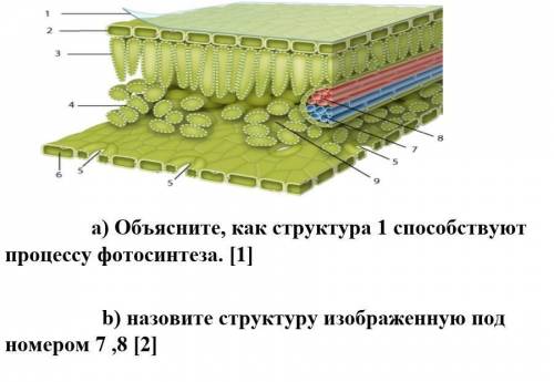 Назовите структуру изображенную под номером 7 ,8 [2] ​