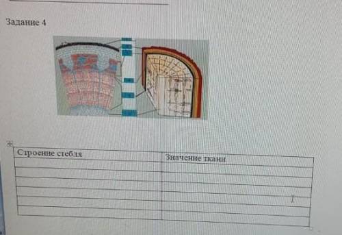 Задание 4 Строение стебля Значение ткани.сделайте