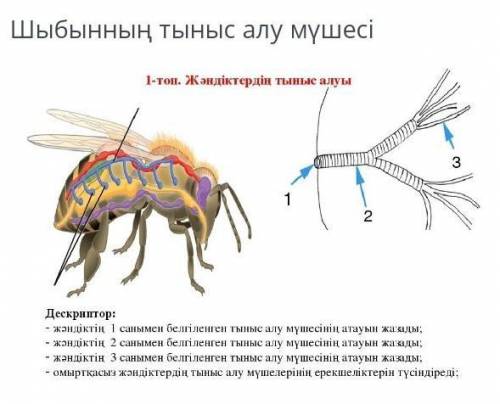 Шыбынның тыныс алу жүйес ответьте на вопросы внизу картинки, без спама, мне это действительно нужно.