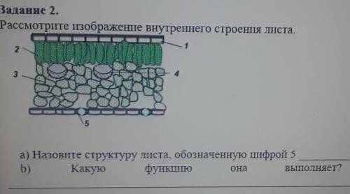 Расмотрите изображение внутренего строение листа а) назовите структуру листа обазначеную цыфрой 5[1]