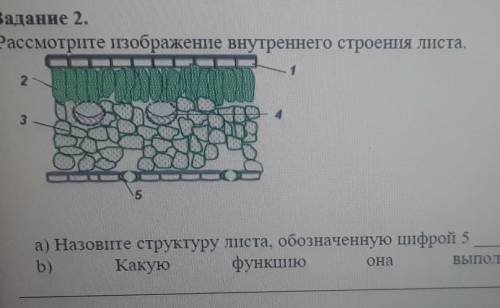 Расмотрите изображение внутренего строение листа а) назовите структуру листа обазначеную цыфрой 5[1]