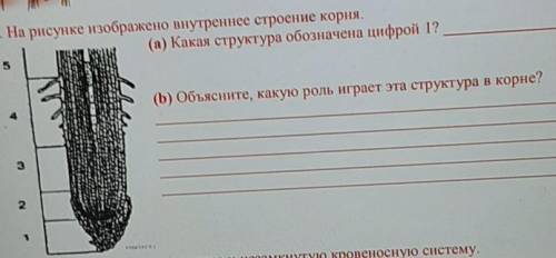 (а) Какая структура обозначена цифрой 1? (b)Объясните, какую роль играет эта структура в корне?​