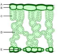 На рисунке показано внутреннее строение листа. Укажите под буквами, какие структуры листа указаны, и