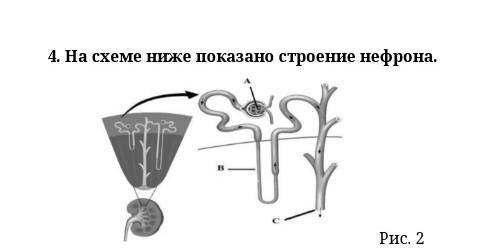 5. Опишите изменение концентрации мочи в части C нефрона после продолжительных упражнений и потоотде