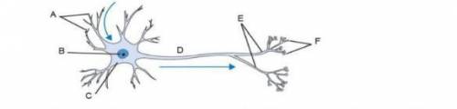 На картинке изображена нервная клетка - нейрон. Опишите особенности, которые позволяют нейрону перед