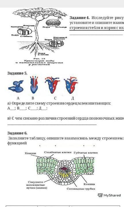 Определить схему строение сердца млекопитающихЗадание