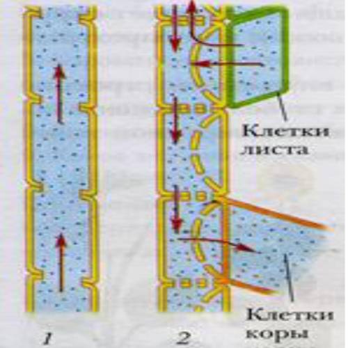 1. Рассмотри рисунок «Транспорт веществ у растений»