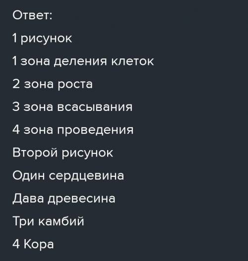 А)Рассмотрите рисунки и назовите части растений представленына рисунках А и В?A АA B B​