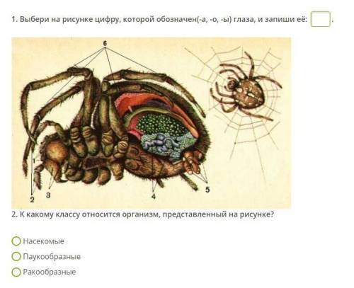 Выбери на рисунке цифру, которой обозначен(-а, -о, -ы) глаза, и запиши её