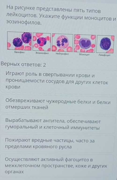 На рисунке представлены пять типов лейкоцитов Укажите функции моноцитов и эозинофилов​