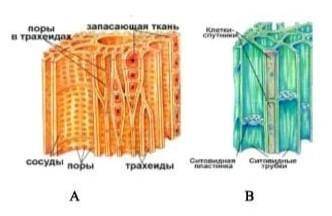 Задание 7. (а) Используя рисунок внутреннего строения листа, определите структуру А в: запасающая тк