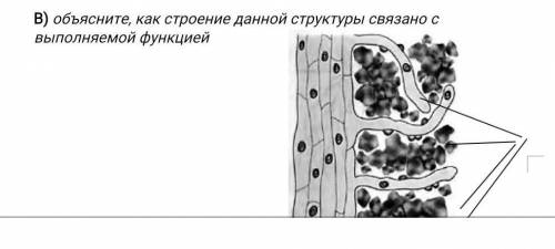 Объясните, как строение данной структуры связано с выполняемой функцией ​