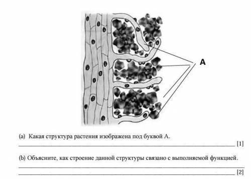 Объясните Объясните как строение данной структуры связано с выполняемой функцией​