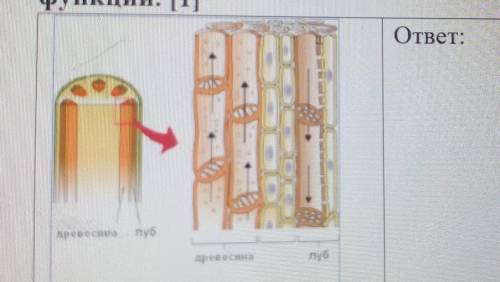 4. На рисунке изображены структуры, участвующие в транспорте веществ врастениях ксилема (древесина)