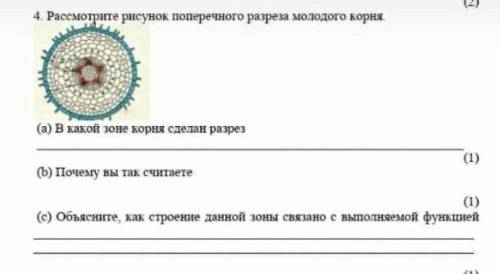 Рассмотрите рисунока) В каком зоне сделан разрез?б)Почему вы так считаете?с)Объясните как строение д