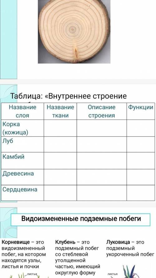 Нужно заполнить табличку Внутреннее строение