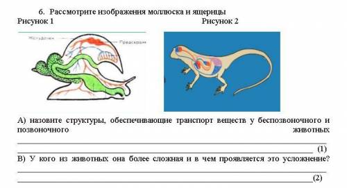 ответить на вопросы о кровеносной системе молюсков. Я устал спать хочу