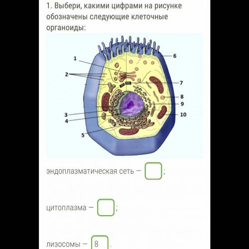 Выберите ,какими цифрами обозначены клеточные органоиды