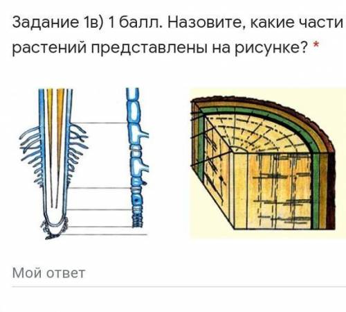 ОЧЕНЬ ПРИ ОЧЕНЬ Назовите, какие части растений представлены на рисунке? ​