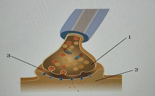 Строение синапса. Назови детали синапса1.2.3.​