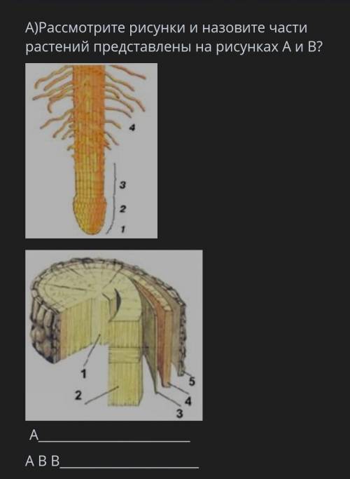 ТЕКСТ ЗАДАНИЯ А)Рассмотрите рисунки и назовите части растений представлены на рисунках А и В?АА В В​