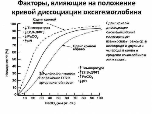 На графике показаны кривые диссоциации кислорода взрослого оксигемоглобина при различной концентраци