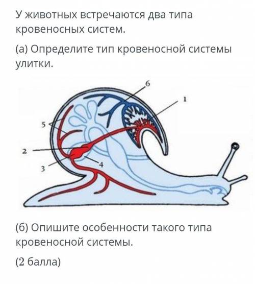 Кровеносных систем. (а) Определите тип кровеносной системыулитки.6523(6) Опишите особенности такого