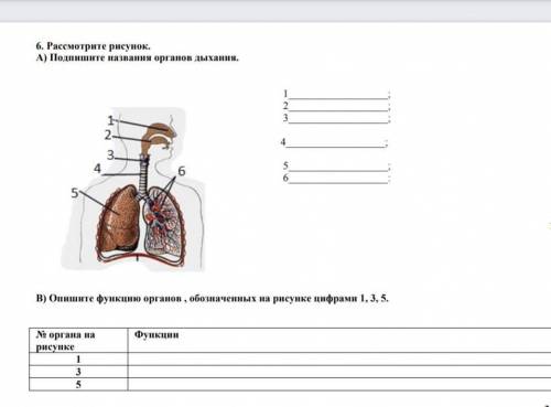 6. Рассмотрите рисунок. A) Подпишите названия органов дыхания. 1 6 6 5 B) функ обозна на рисунке 1,
