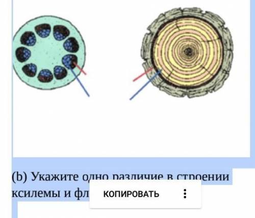 Укажите одно различие в строении ксилемы и флоэмы. сор истрия