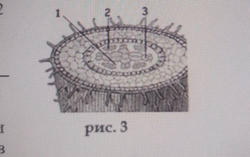 В. Клетки какой проводящей ткани обозначены цифрой 2на рис.32 Укажите две особенности их строения.[2