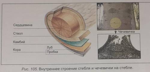 Лабораторная работа. Внутреннее строение стебля.Цель изучишь и запомнишь внутреннее строение стебля.