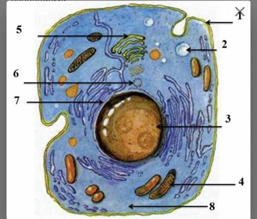 Сопоставьте органоиды под цифрами 5, 6, 7 и 8 с названиями. цитоплазма. эндоплазматическая сеть (ЭПС
