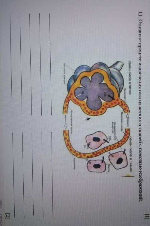 Опишите процесс извлечения газа из лёгких и тканей с изображений ​