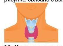 Объясните, как строение органа дыхания человека, изображённого на рисунке, связано с выполняемой им