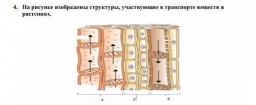 4 На рисунке изображены структуры, участвующие в транспорте веществ врастениях.Объясните, что позвол