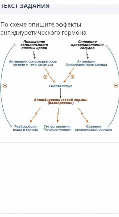 По схемы опишите эффекты антидиуретического гормона ​