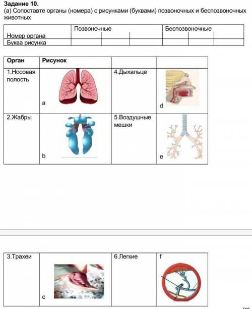 Сопоставте органы (номера) с рисунками (буквами) позвоночных и беспозвоночных животных Позвоночные Б