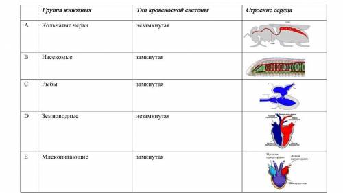 3. Выберите верный вариант соответствия группы животных, типа кровеносной системы и строения их серд