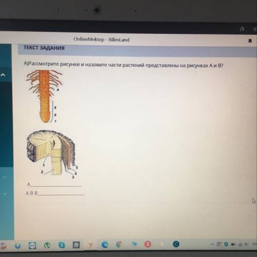 А) Рассмотрите рисунки части растений предаставлены на рисунках А и Б